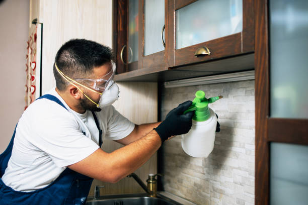 Best Cockroach Control Services  in Hlside, IL