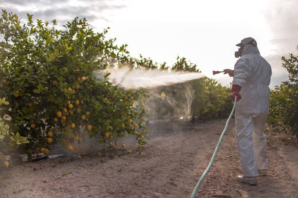 Best Affordable Pest Control Services  in Hlside, IL
