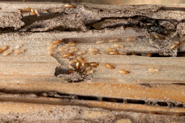 Best Commercial Pest Control Services  in Hlside, IL