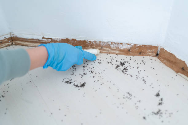 Best Wasp Removal Services  in Hlside, IL
